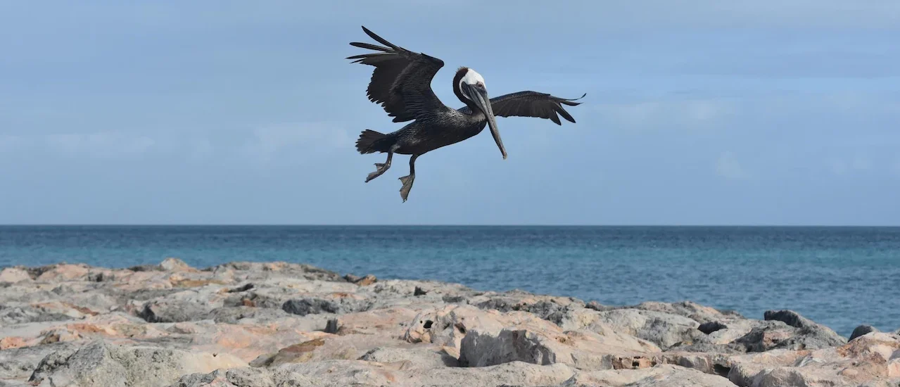 cute-pelican-flying-onto-jetty-aruba_493961-1405